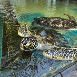 Gallery Thumbnail 24