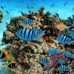 Gallery Thumbnail 13