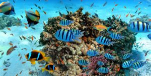 7 Days of Hills, Wildlife & Coastal Magic